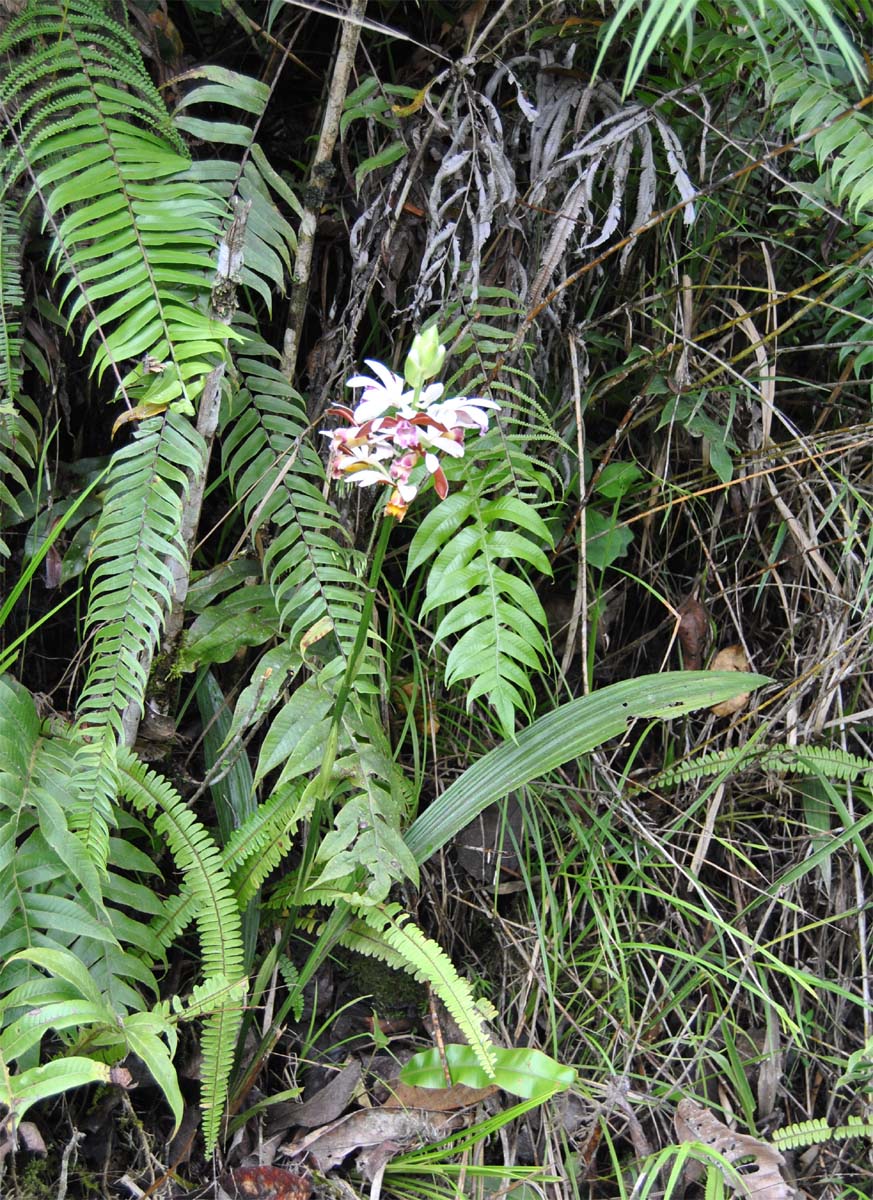 Image of Phaius callosus specimen.