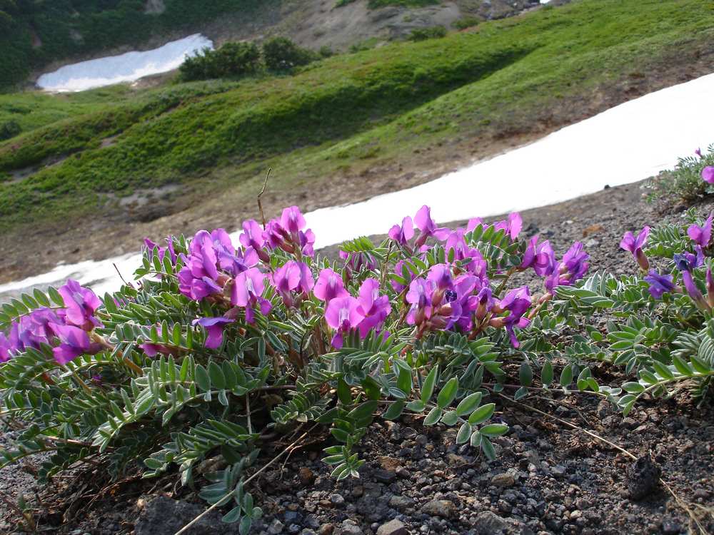 Image of Oxytropis kamtschatica specimen.