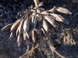 Agave americana