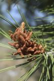 Pinus halepensis. Верхушка боковой ветви с раскрывшимися (пылящими) микростробилами. Испания, автономное сообщество Каталония, провинция Жирона, комарка Баш Эмпорда, муниципалитет Калонже, рудеральное местообитание. 23.03.2019.