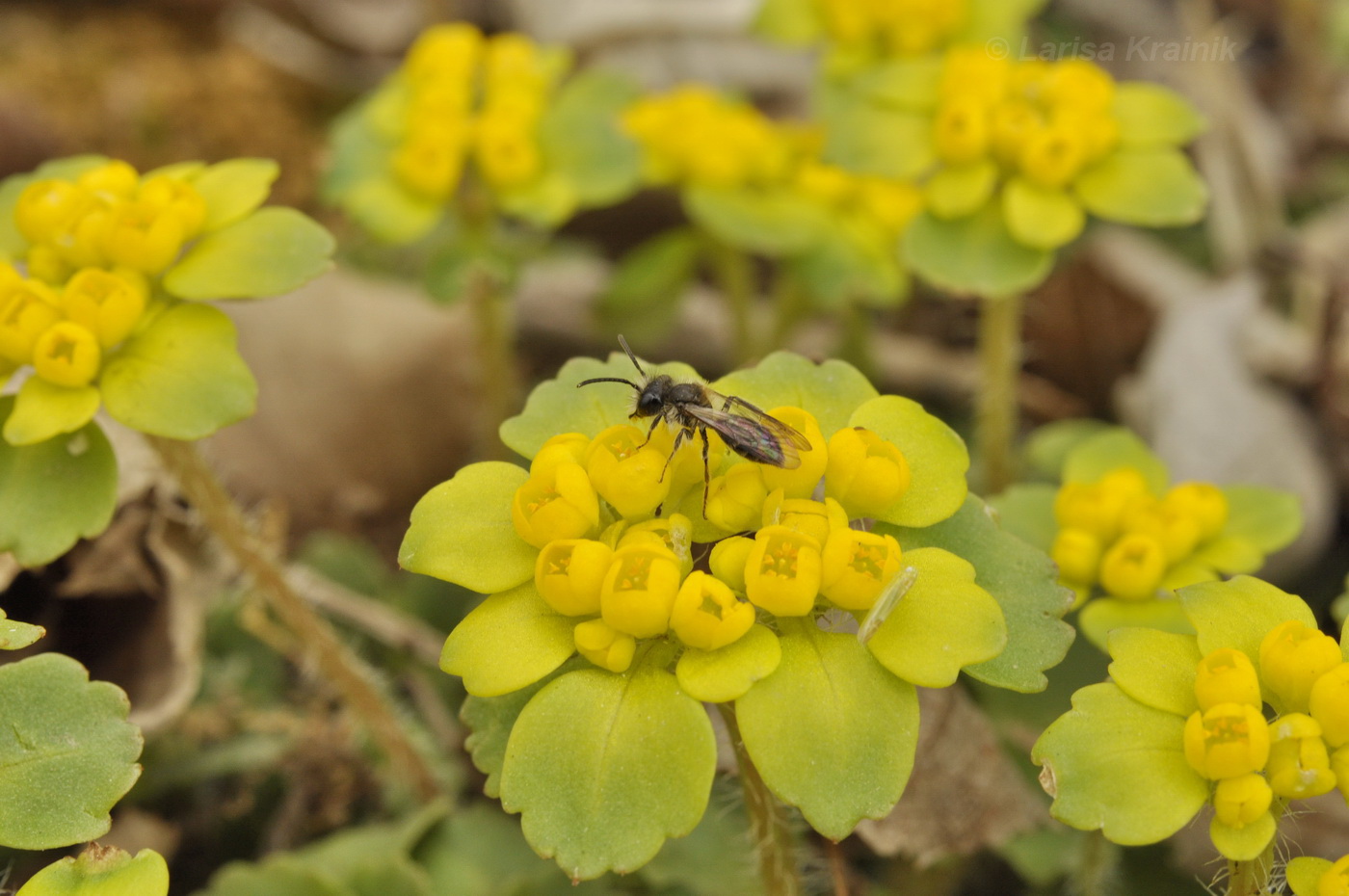 Изображение особи Chrysosplenium pilosum.