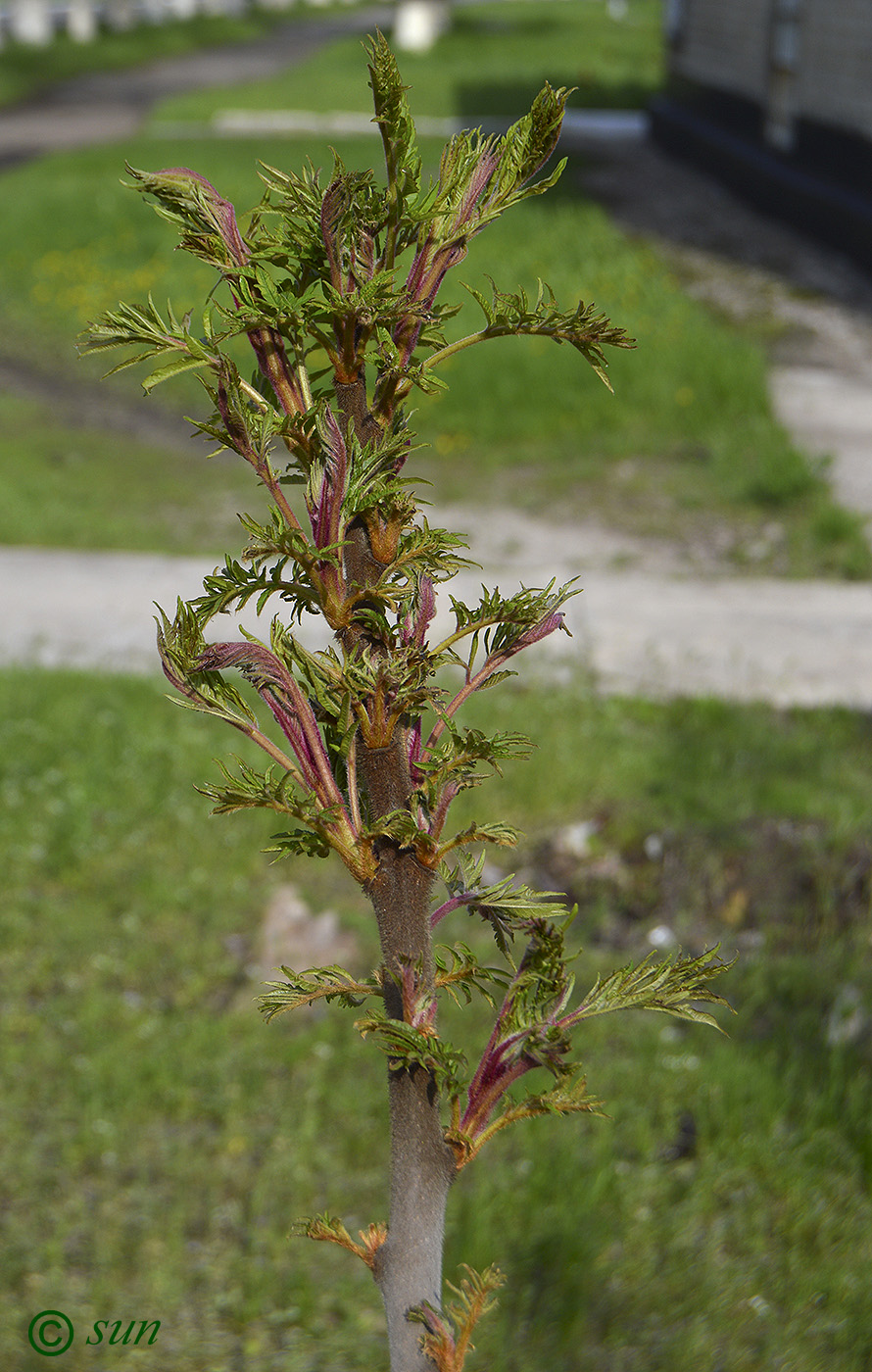 Image of Rhus typhina specimen.