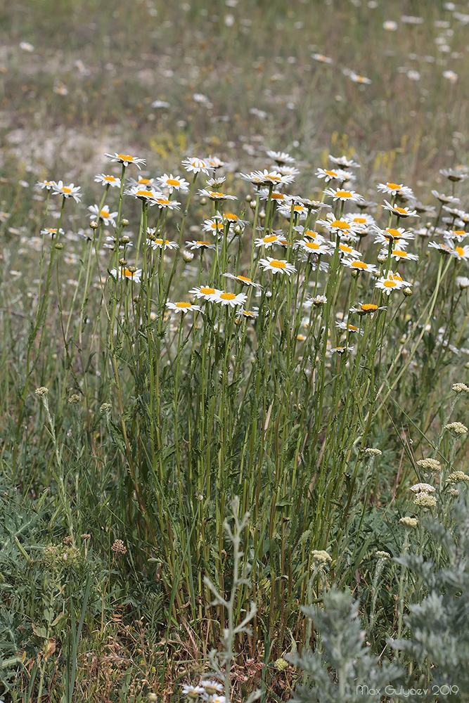 Image of Leucanthemum ircutianum specimen.
