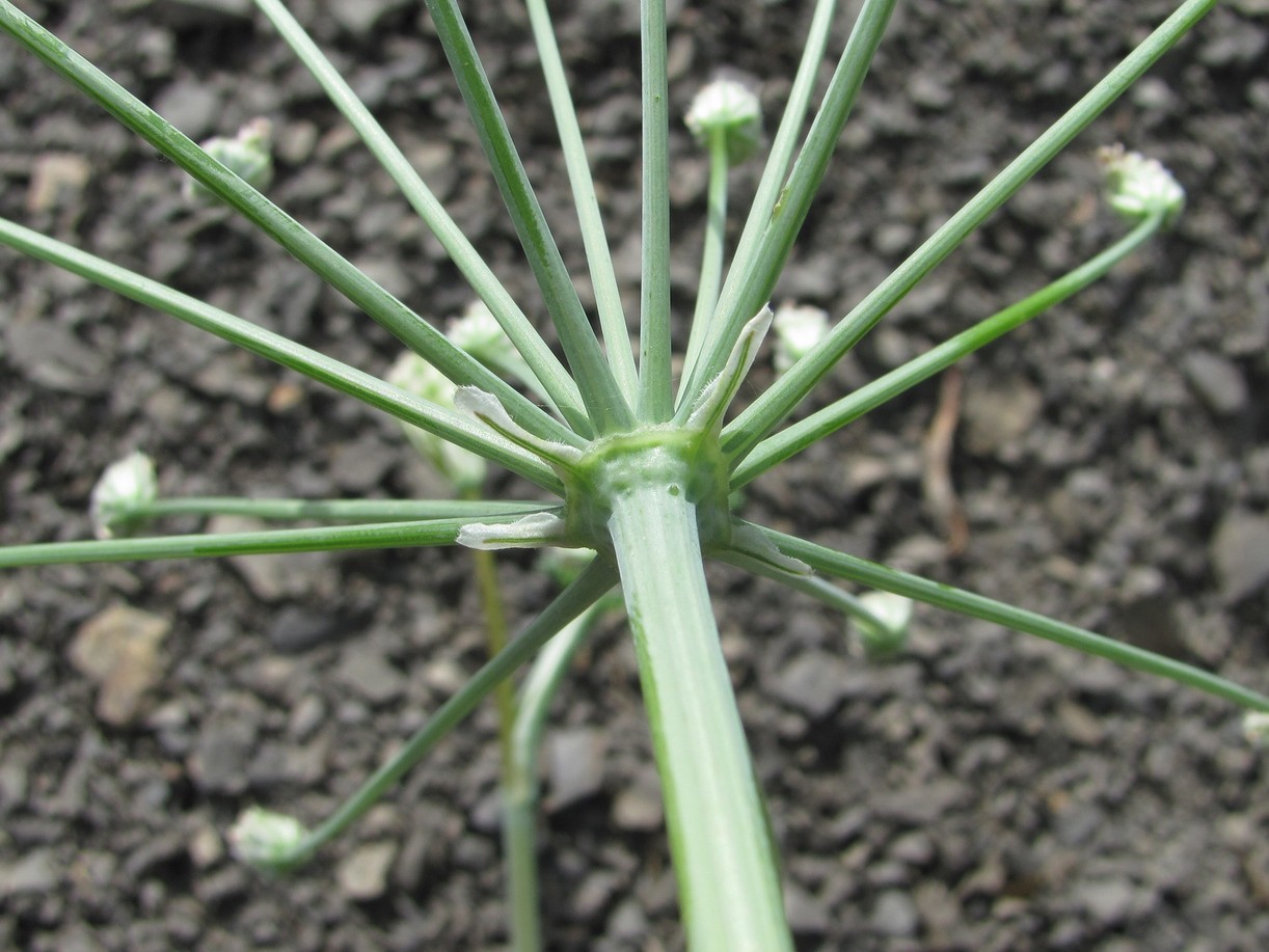 Image of Astrodaucus orientalis specimen.