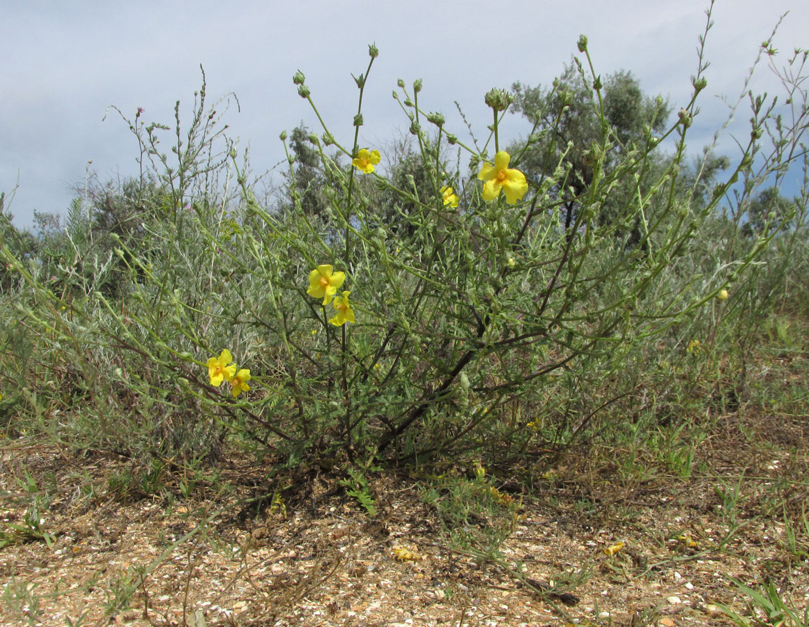 Изображение особи Verbascum pinnatifidum.