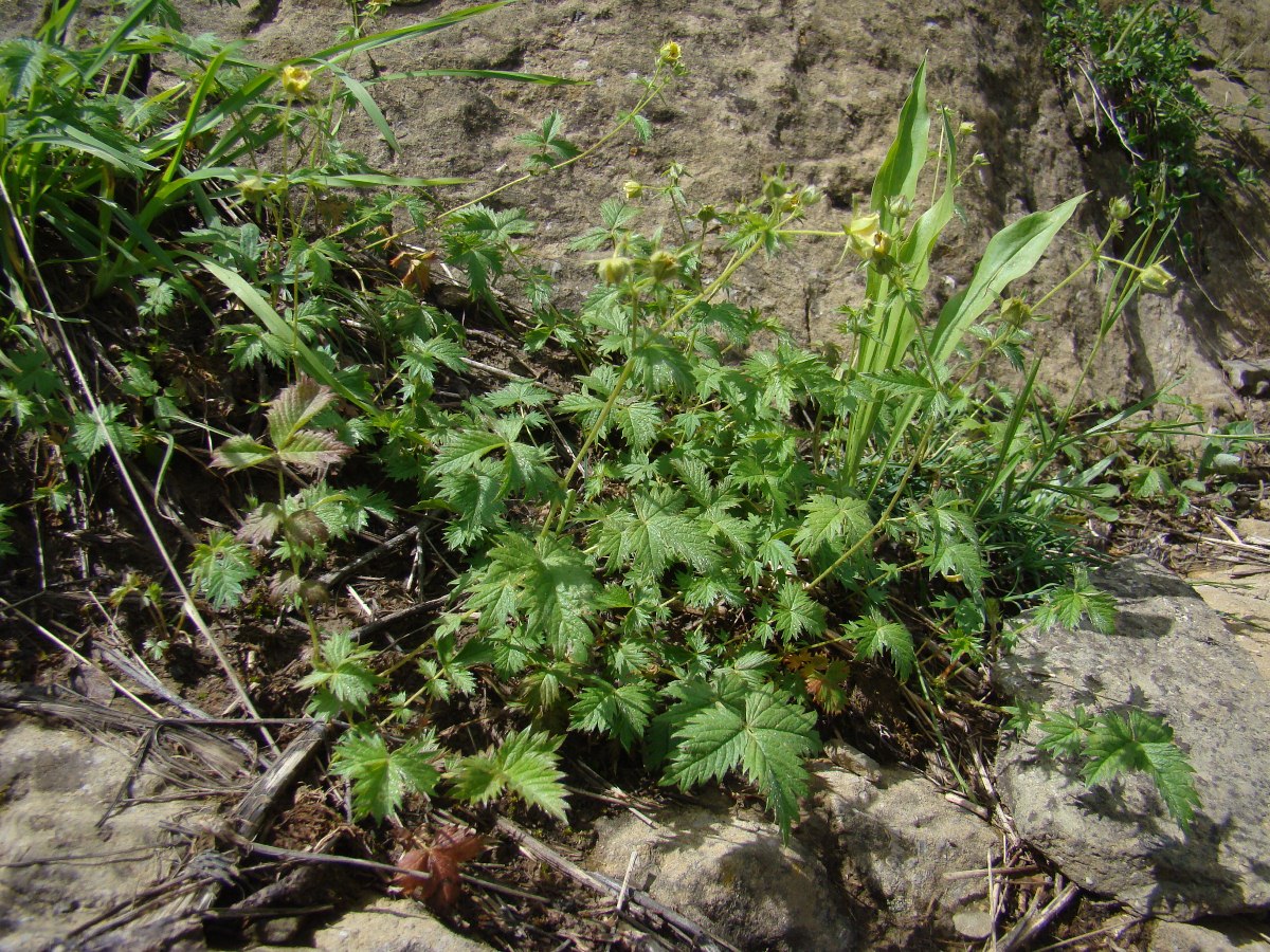 Изображение особи Potentilla kulabensis.