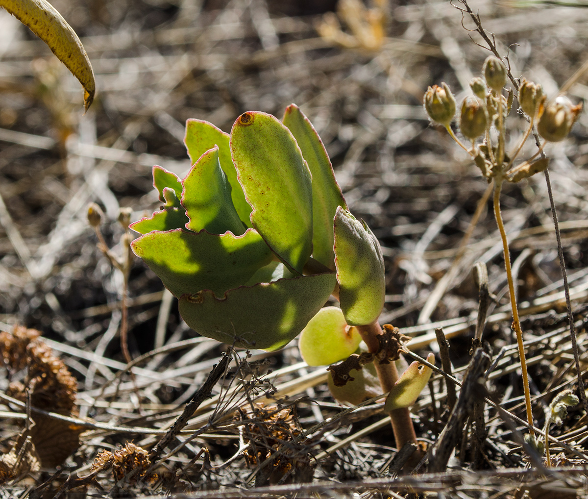 Изображение особи Hylotelephium stepposum.