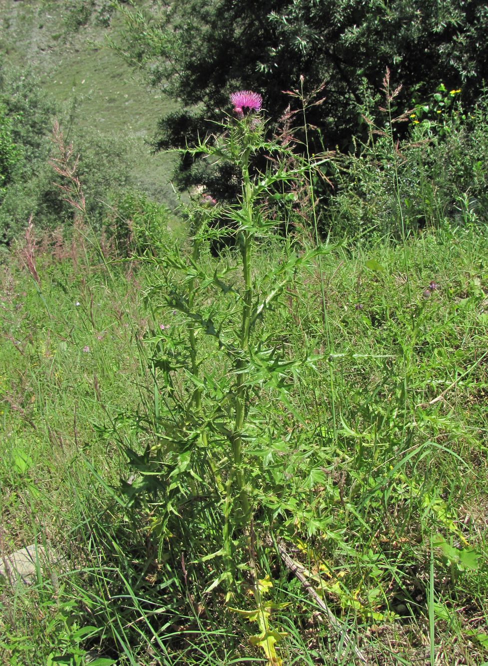 Изображение особи Cirsium elbrusense.