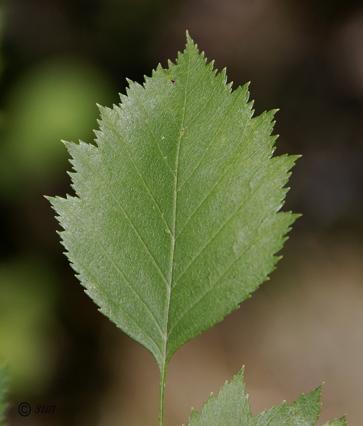 Изображение особи Crataegus mollis.