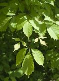 Acer henryi