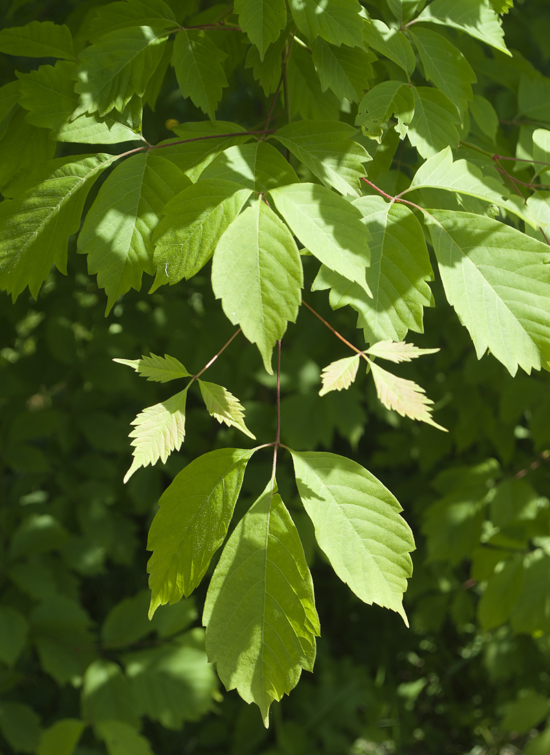 Image of Acer henryi specimen.