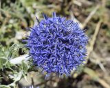 Echinops ritro. Соцветие. Испания, автономное сообщество Каталония, провинция Жирона, комарка Альт Эмпорда, муниципалитет Кадакес, мыс Креус, окр. маяка Far de cap de Creus, в расщелине скалы. 18.06.2019.