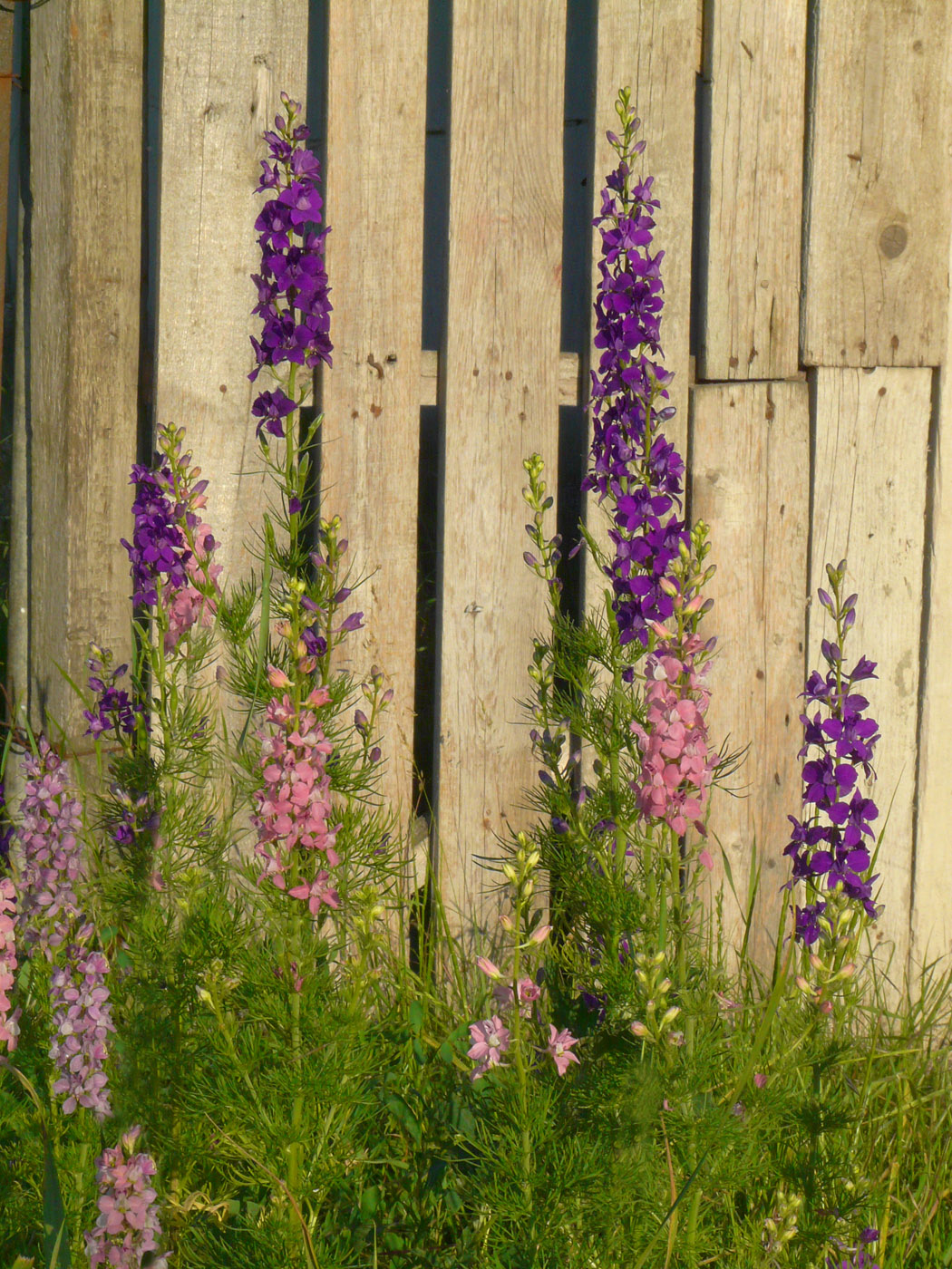 Image of Delphinium ajacis specimen.