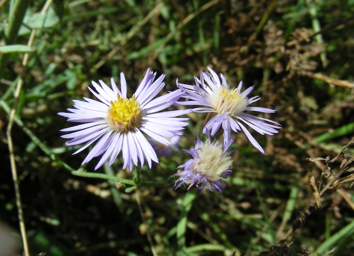 Image of Tripolium pannonicum specimen.