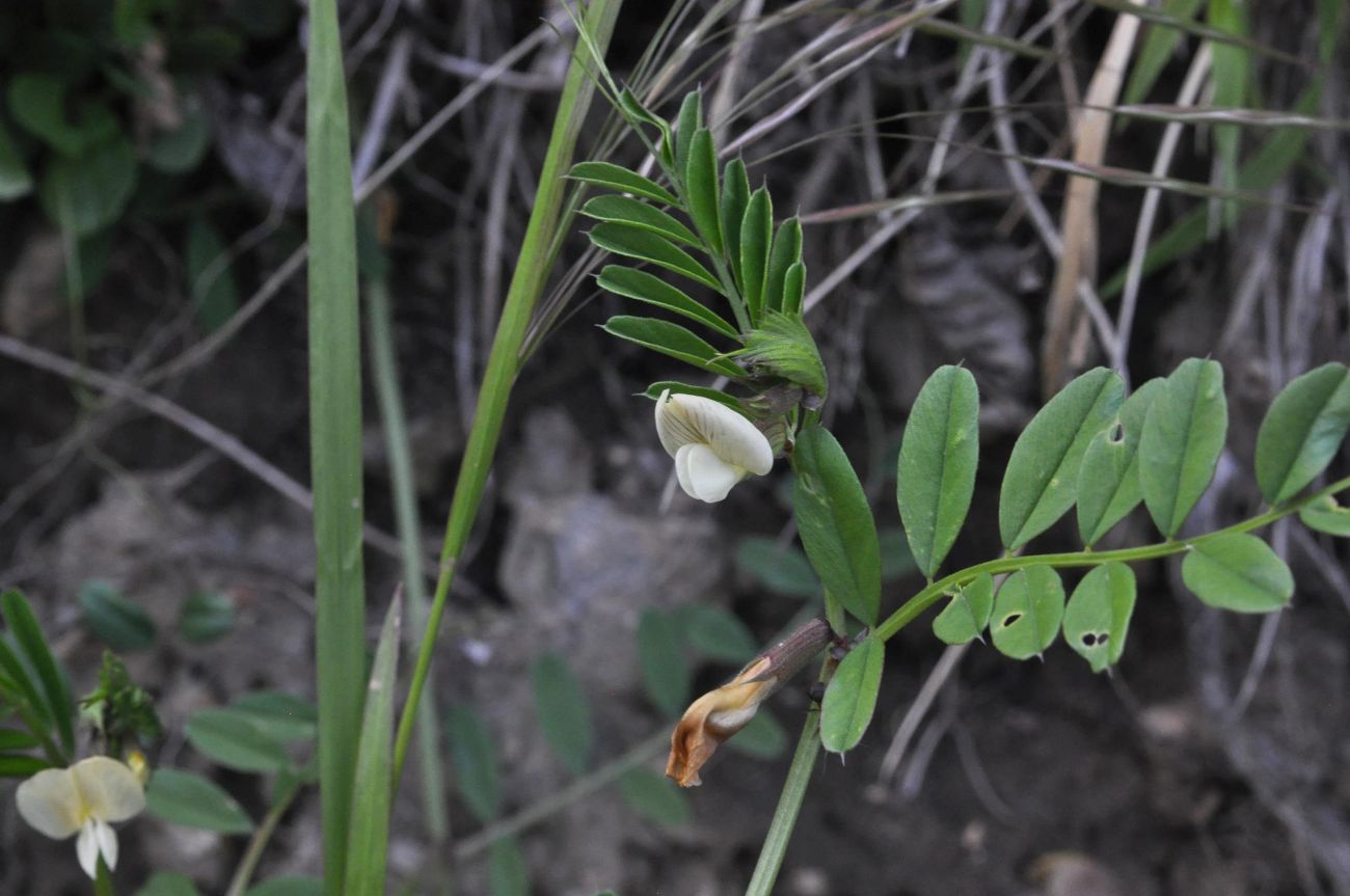 Image of Vicia grandiflora specimen.