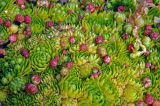 Jovibarba globifera