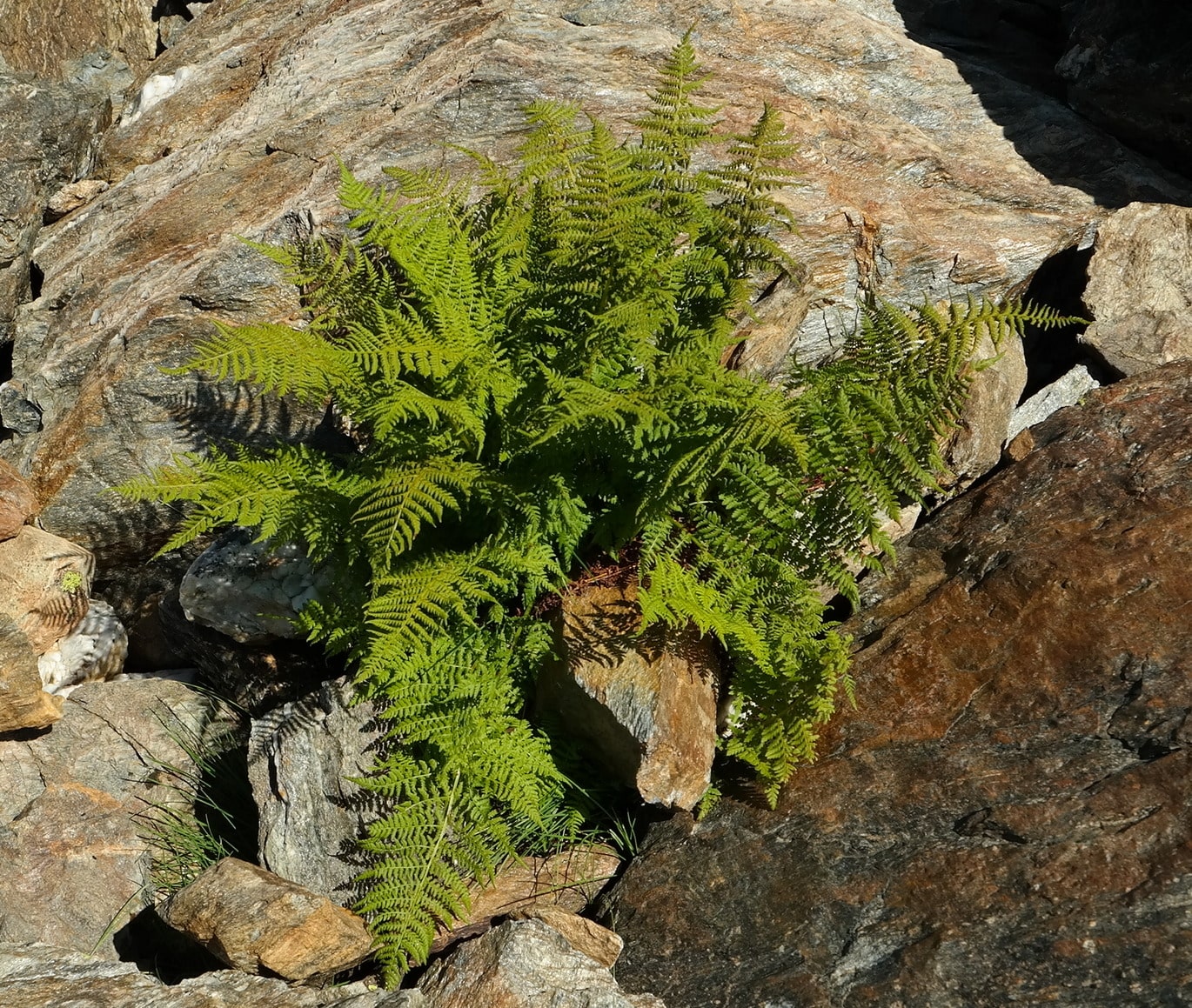 Изображение особи Athyrium distentifolium.