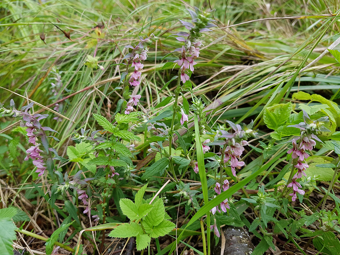 Изображение особи Odontites vulgaris.