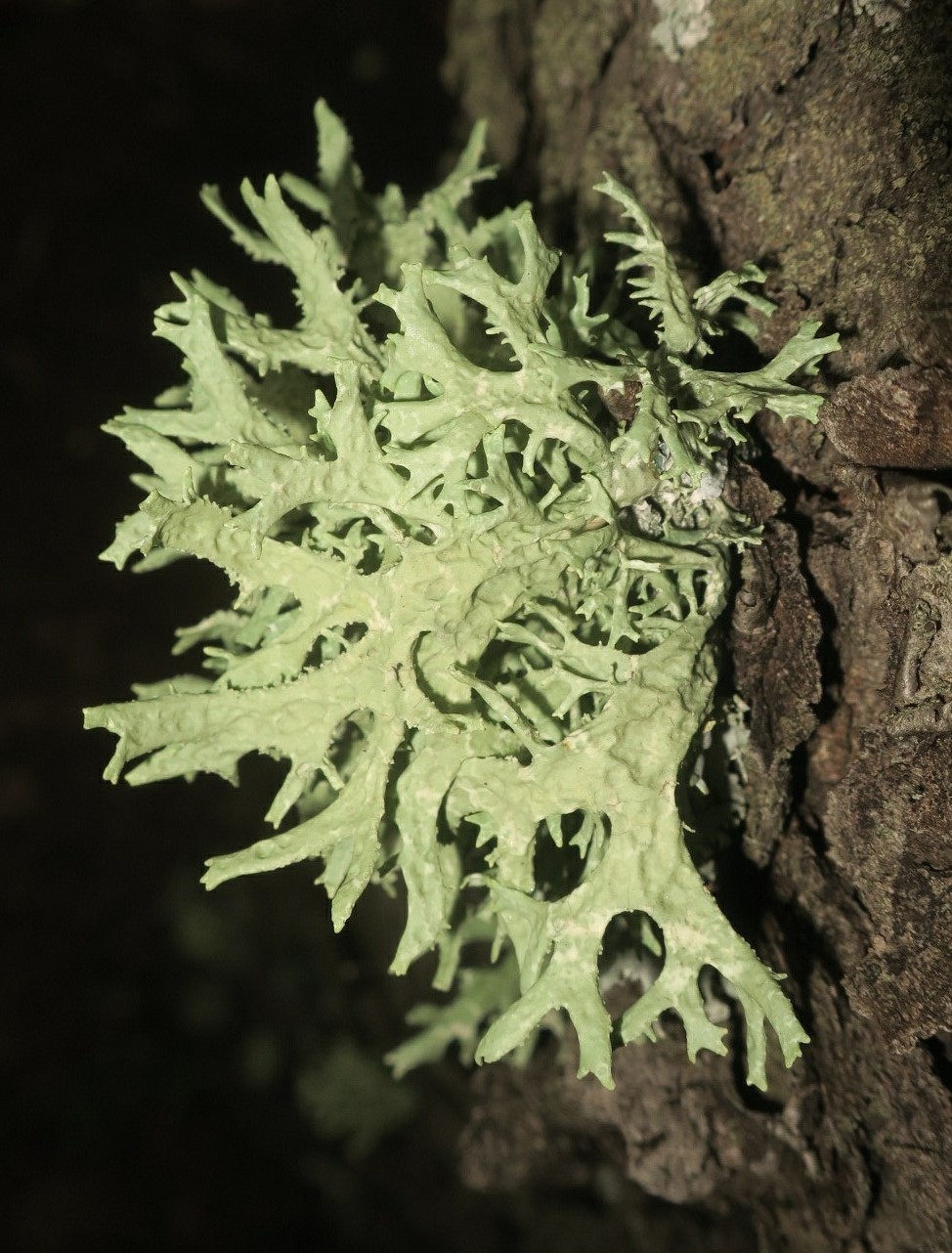 Image of Evernia prunastri specimen.