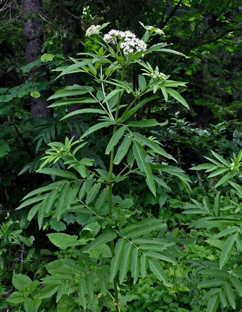 Изображение особи Sambucus ebulus.