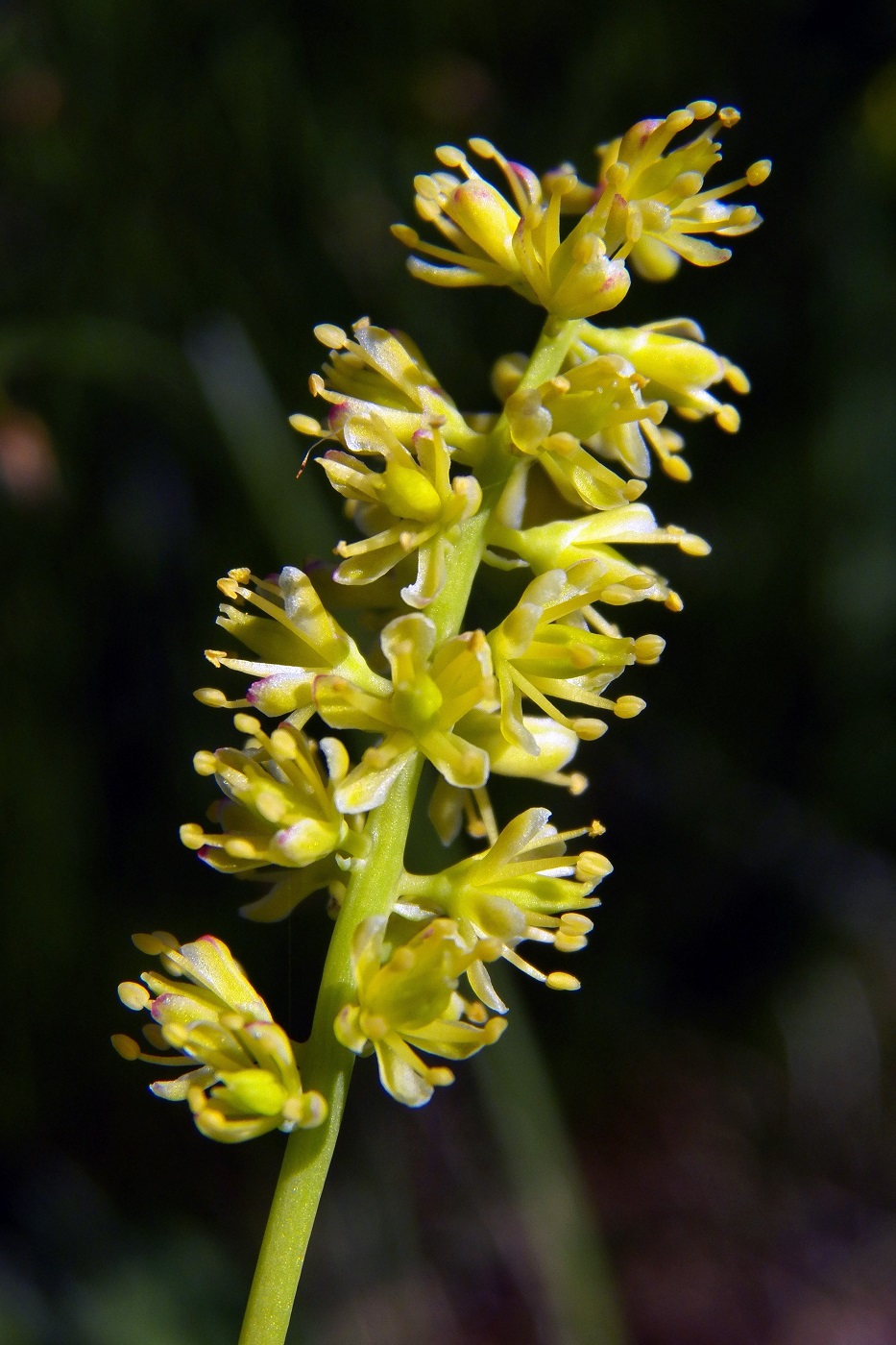 Изображение особи Tofieldia calyculata.