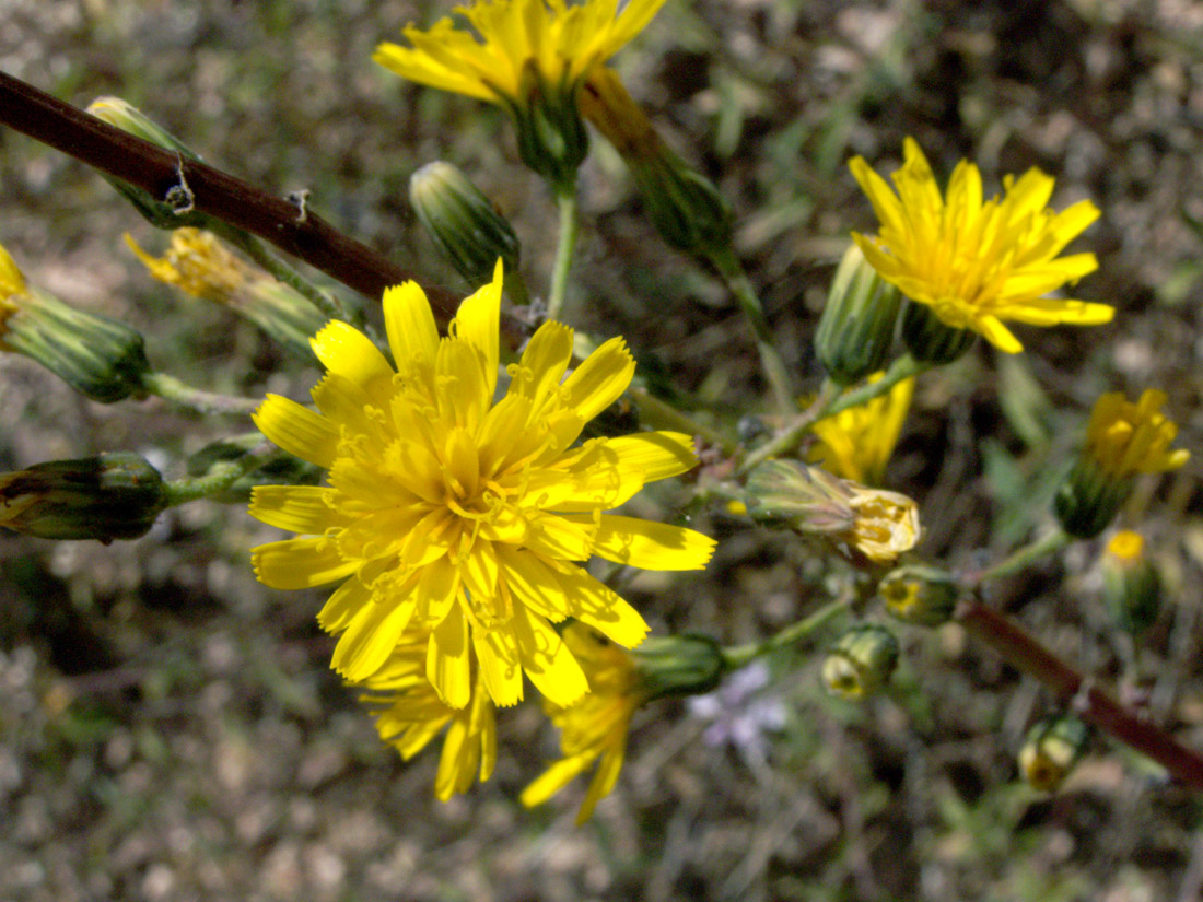 Изображение особи Hieracium virosum.