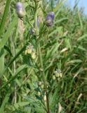 Aconitum sachalinense