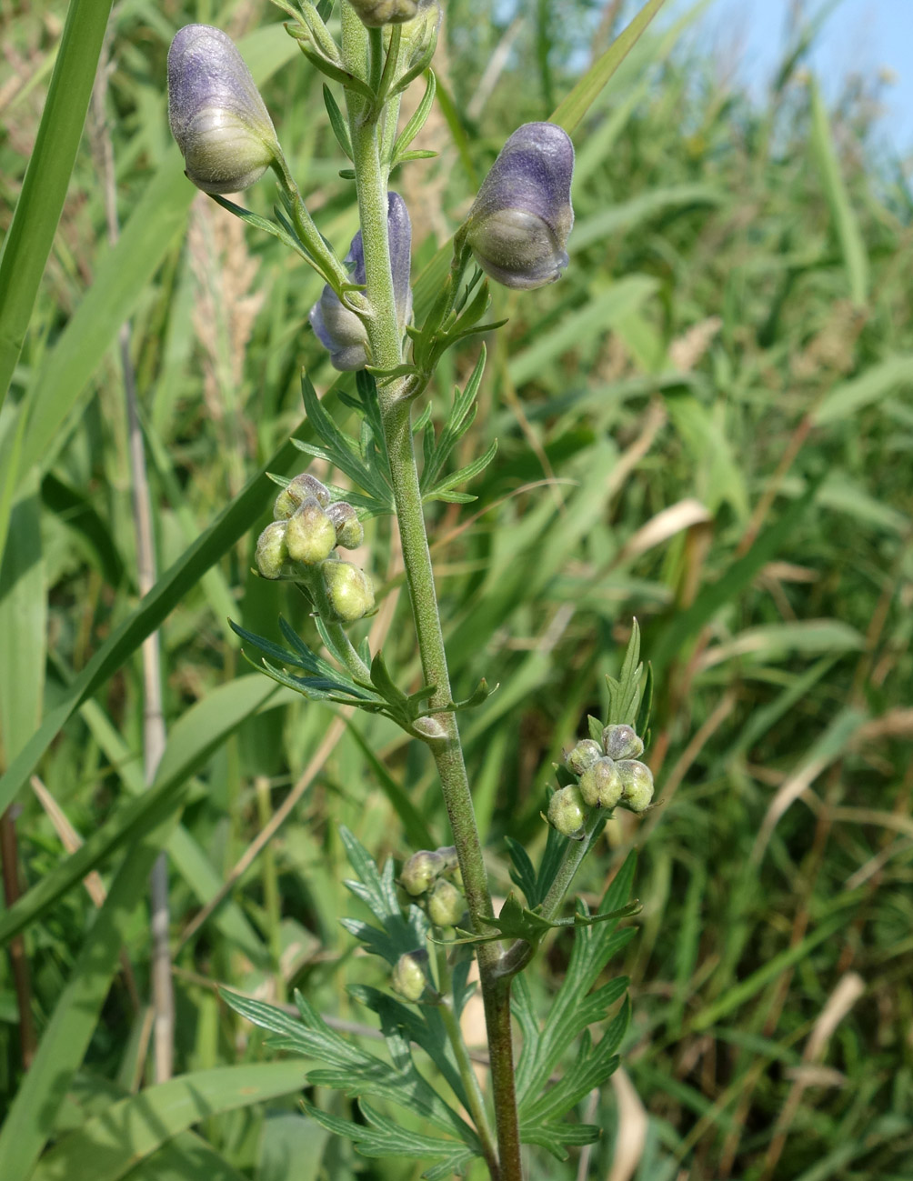 Изображение особи Aconitum sachalinense.