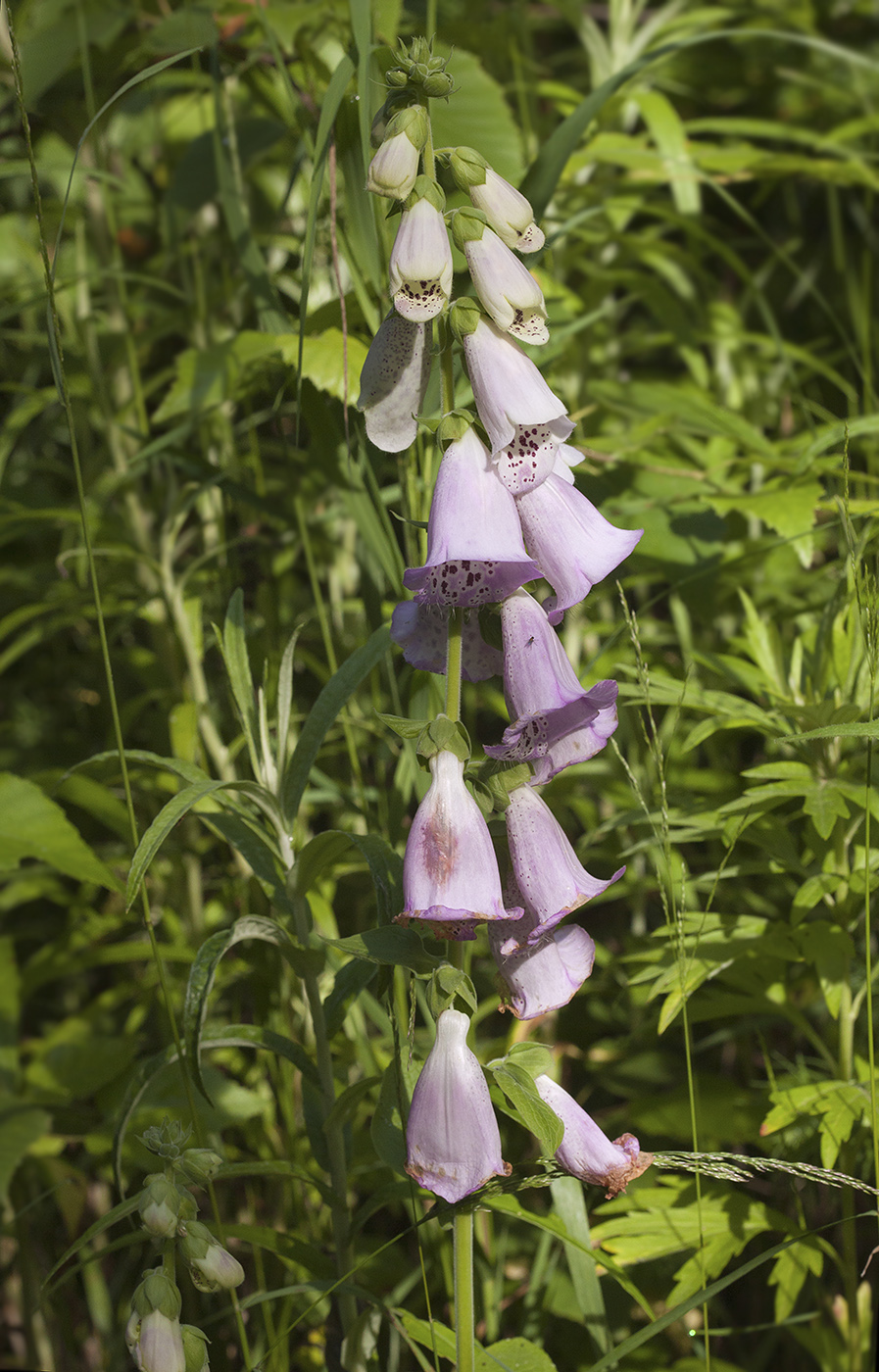 Image of Digitalis purpurea specimen.