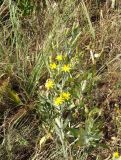 Scorzonera latifolia