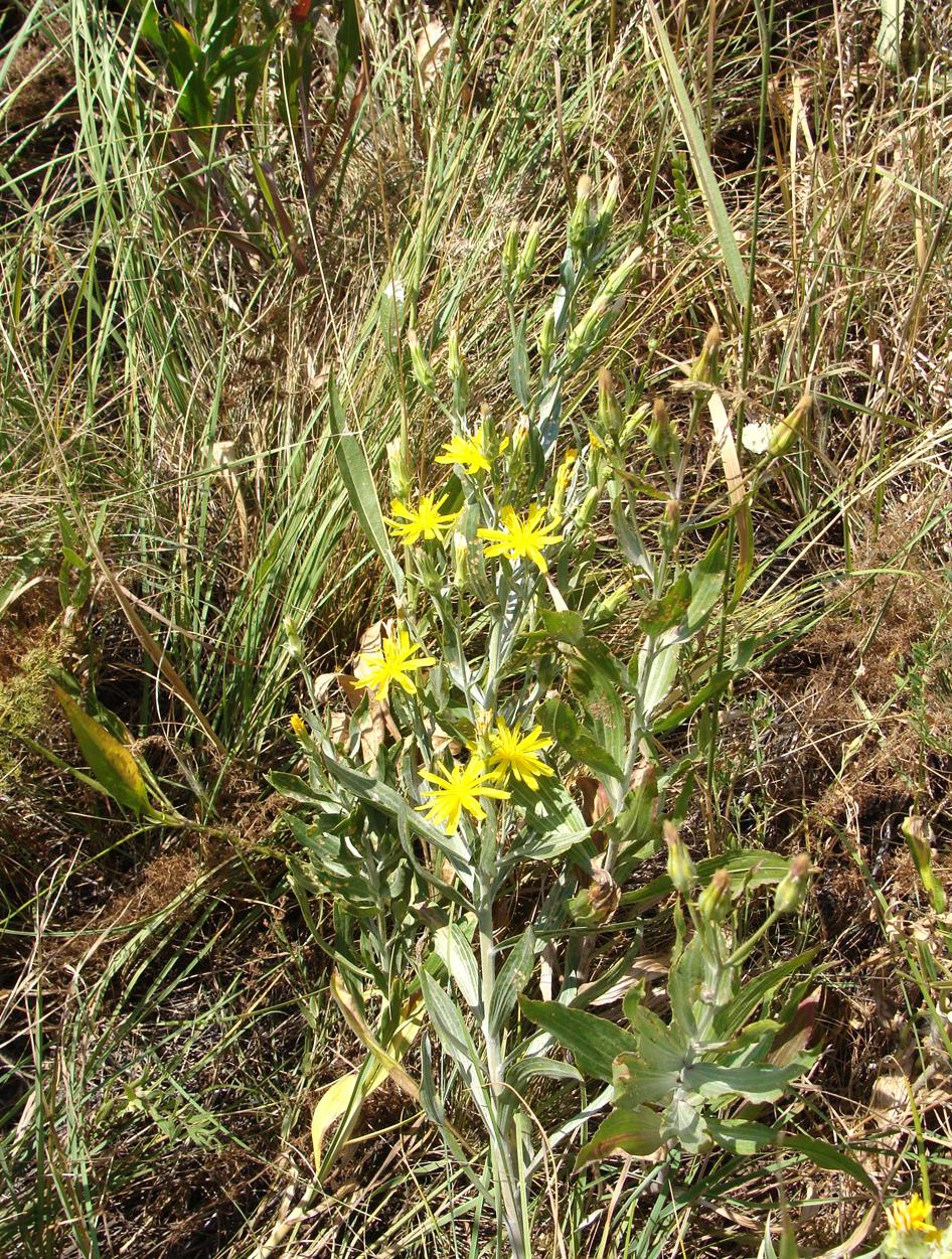 Image of Scorzonera latifolia specimen.