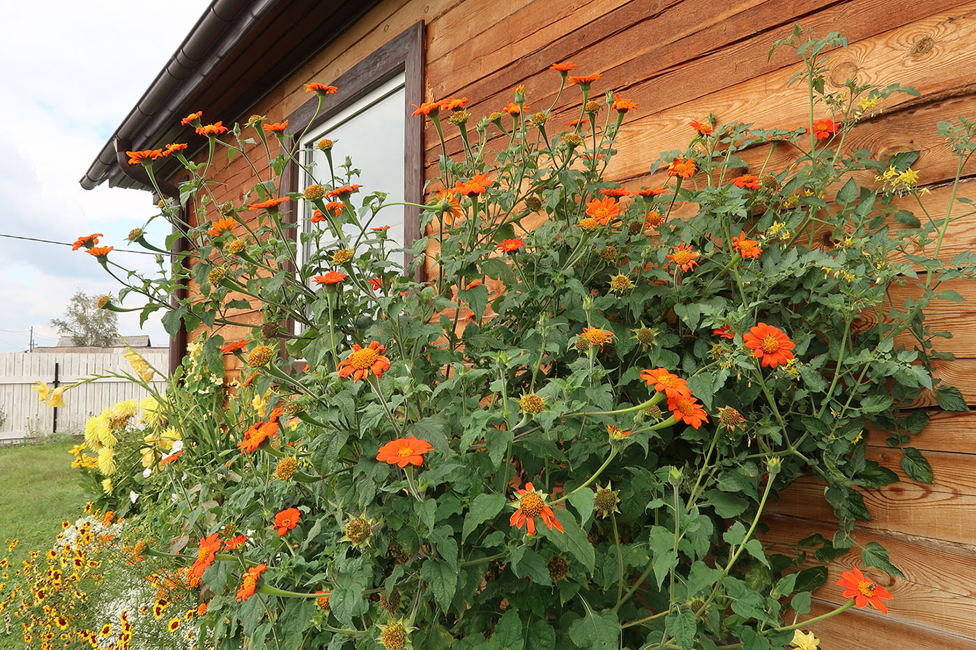 Изображение особи Tithonia rotundifolia.