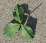 Image of taxon representative. Author is Тамара Риб