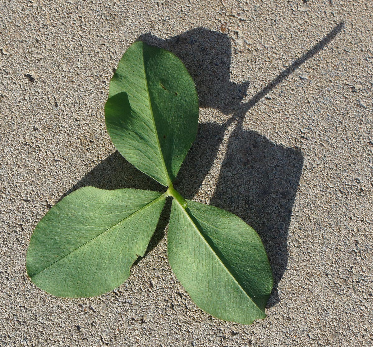 Изображение особи Trifolium pratense.