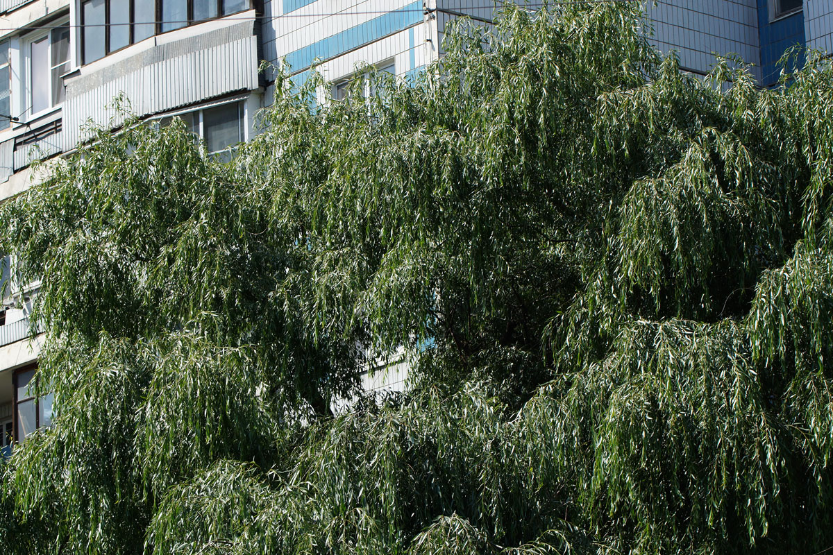 Image of genus Salix specimen.