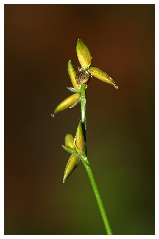 Изображение особи Carex loliacea.