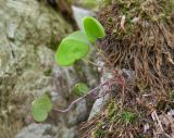 Oxalis acetosella. Вегетирующее растение. Адыгея, Майкопский р-н, окр. пос. Хамышки, высокий обрывистый правый берег р. Киша, ≈ 700 м н.у.м., в расщелине скалы. 30.04.2018.