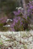 Gypsophila fastigiata