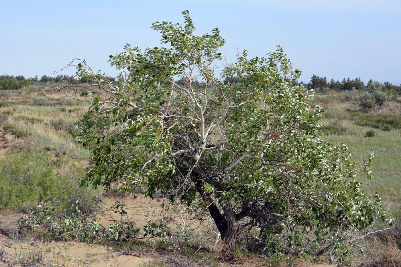 Image of Populus laurifolia specimen.