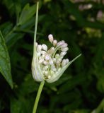 Allium pallens ssp. coppoleri