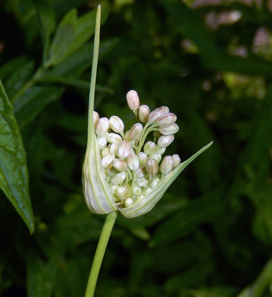 Изображение особи Allium pallens ssp. coppoleri.