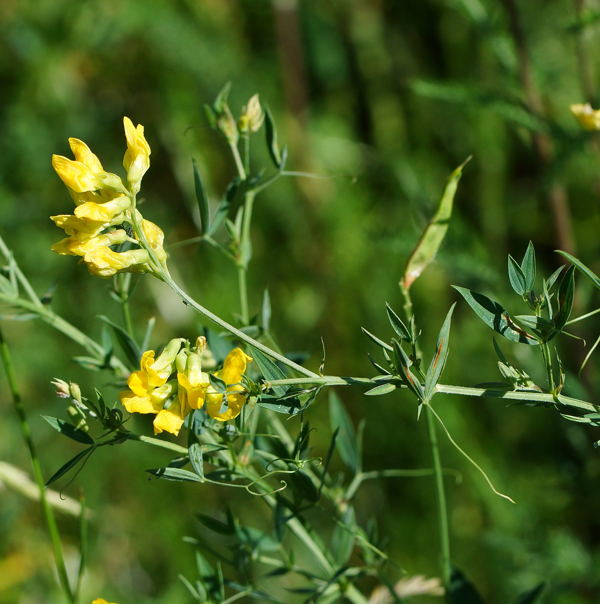 Изображение особи Lathyrus pratensis.