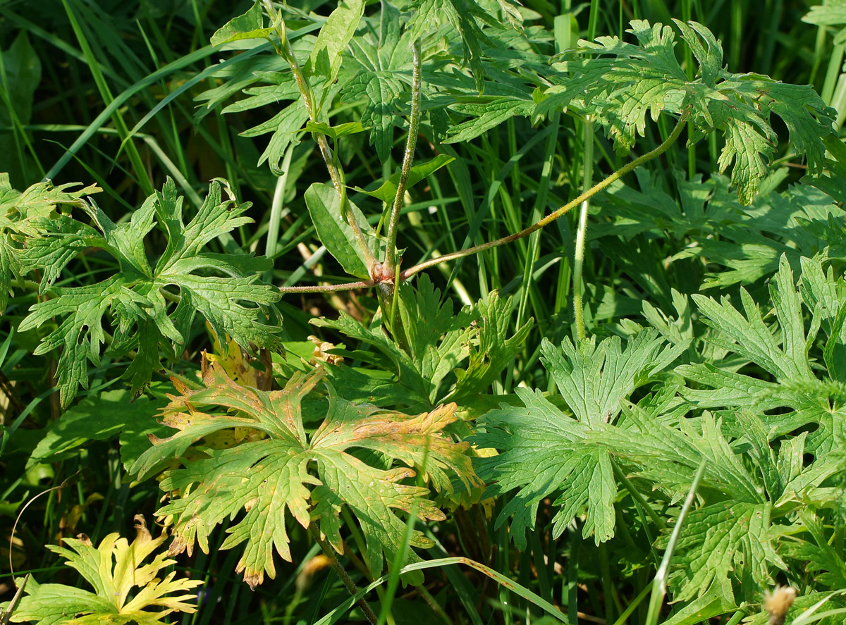 Image of Geranium pratense specimen.