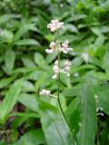 Murdannia japonica