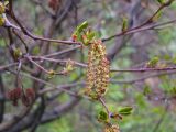 Alnus hirsuta