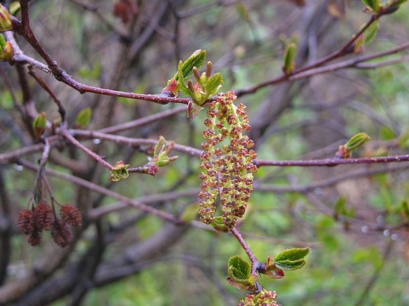 Image of Alnus hirsuta specimen.