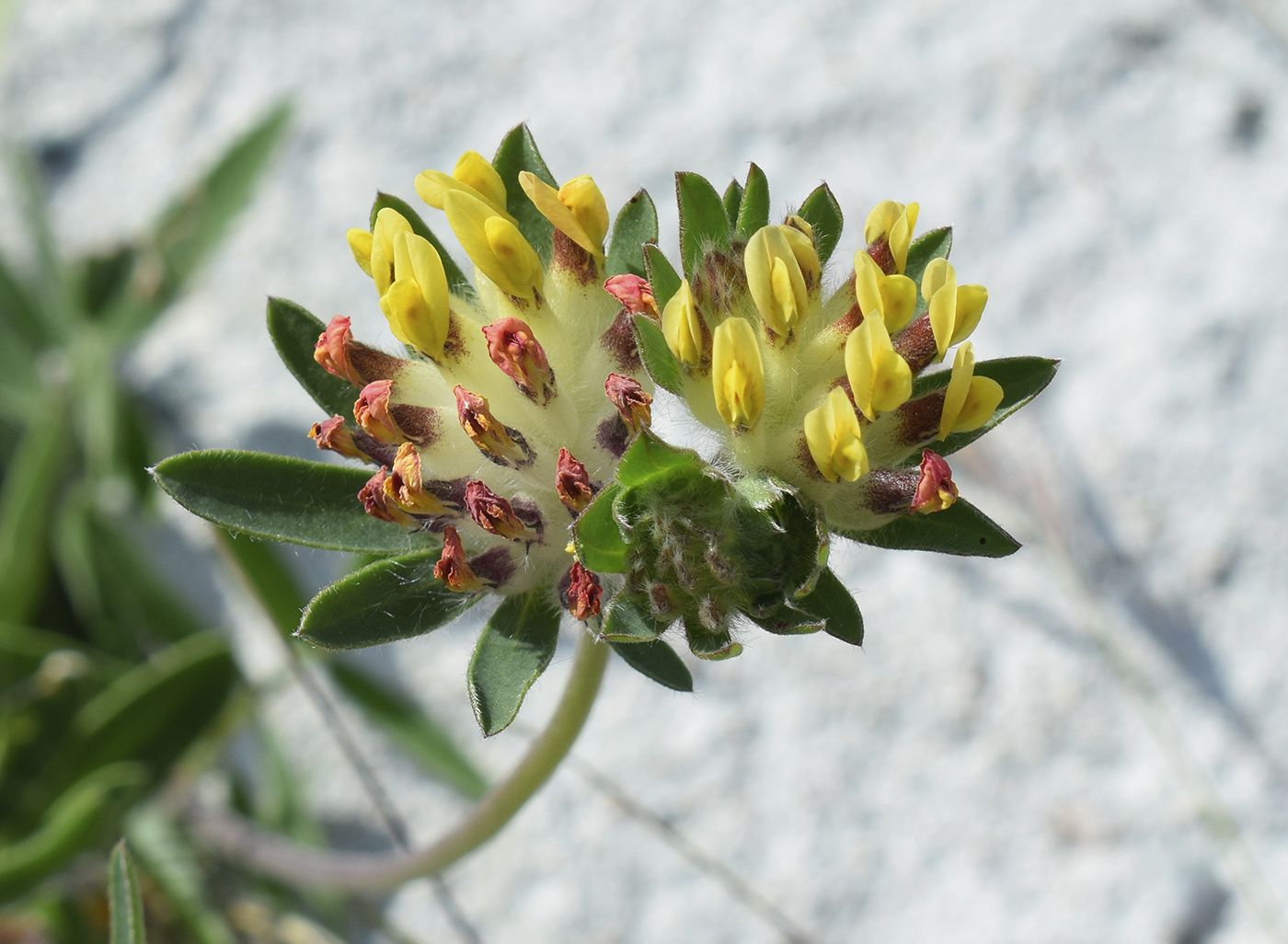 Изображение особи Anthyllis vulneraria ssp. sampaioana.