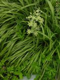 Zigadenus elegans