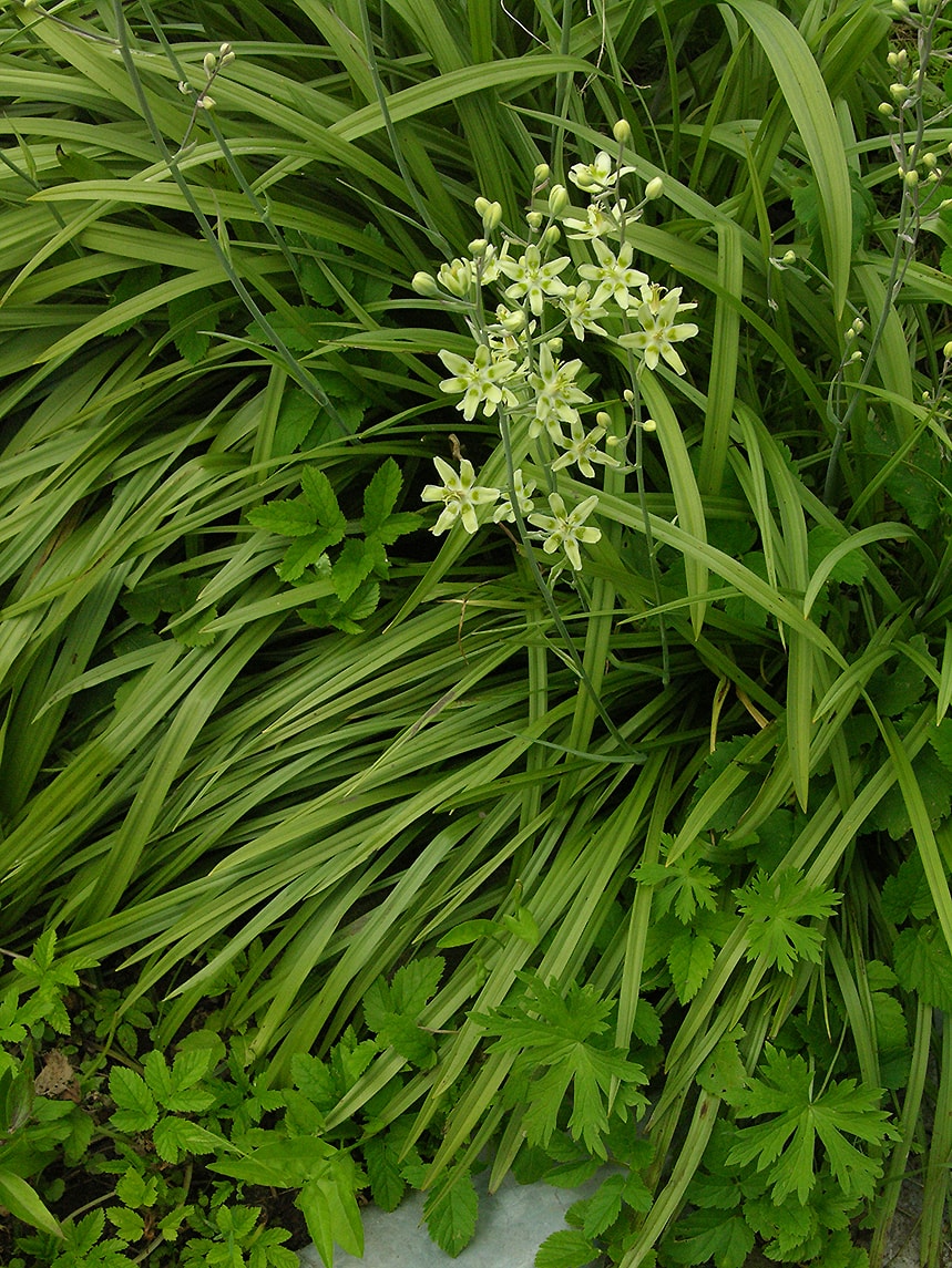 Image of Zigadenus elegans specimen.
