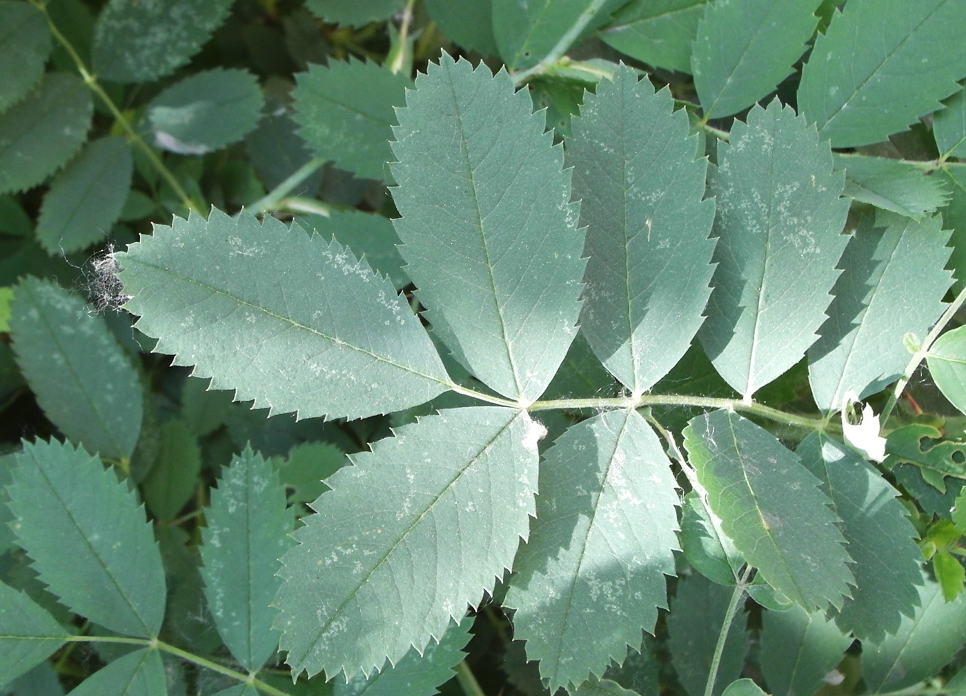 Image of Rosa beggeriana specimen.